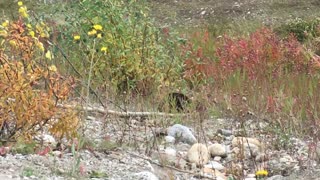 Busy Beaver Hauls a Mini Tree Down Alaska Highway