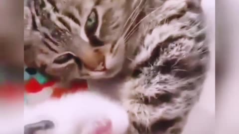 Cute cat kitten video |