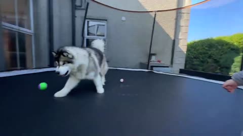 Giant Husky Reacts To Adorable Baby In Disguise! (They're So Cute!!)