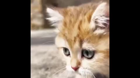 Viral video. Animal viral video. Animal funny videos. cute animals funny videos.