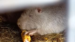 Country Life: Nutria eats zucchini