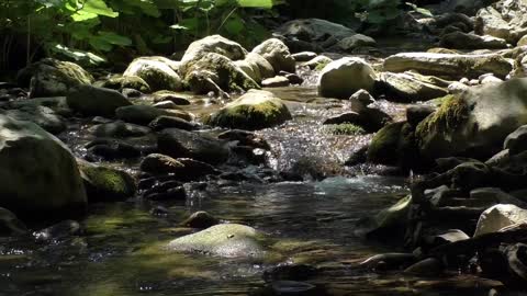 The Sound of Flowing Water on the River Forest