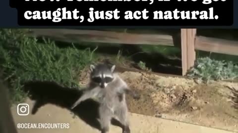 Omg#funny animals