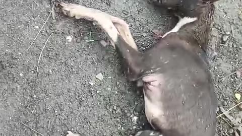 Dying sick Dog #doglover #rescuestraydogs #cat #animals #instastrays