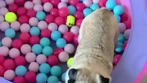 Pug Playing In A Ball Pit Is Having The Greatest Day Ever