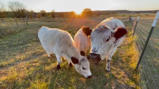 Cows Eating Range Cubes on the Farm