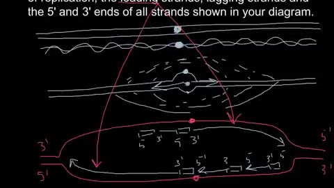 What is DNA Replication bubble and how it works?