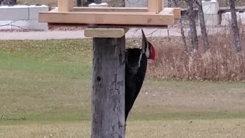 Beautiful rare Pileated Woodpecker at a feeder