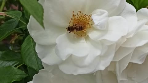 Bee in white rose