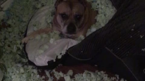 Dog Converts His Dog Bed into a Sleeping Bag