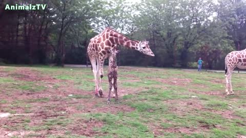 Beautiful baby's animals