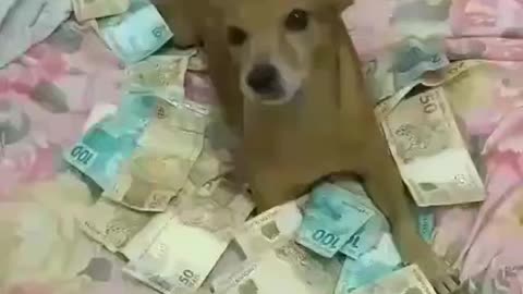 vai mexer com dinheiro da cachorra