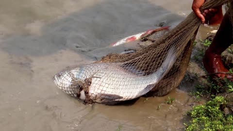 Top Cast Net Fishing in Stunning Natural Pond TishingFishing