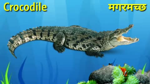 Water animal name English and Hindi mai