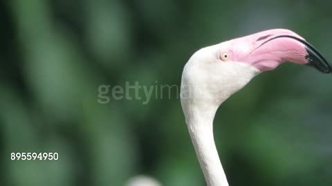 Funny Flamingo