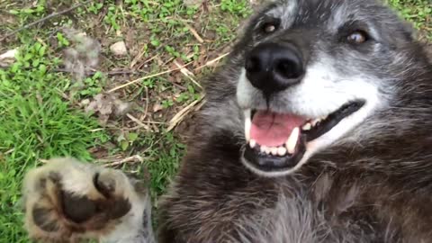 When stroking this fox he is very happy