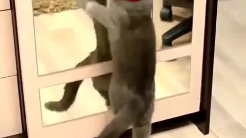 Funny and Cute Cat Videos #298