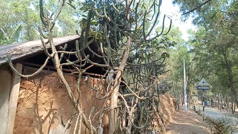 Cactus Gigante