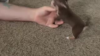 Vicious Puppy Attacks Owner