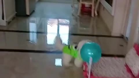 the dog played with a balloon