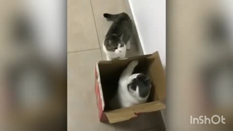 Cute fighting in box😂