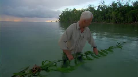 Incredible Tribal Method To Catch Fish!