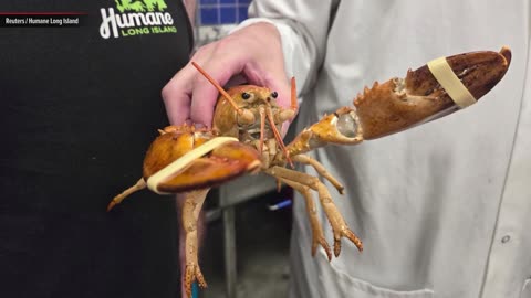 Rare orange lobster found in Long Island supermarket returns to the sea