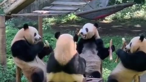 Beautiful panda family