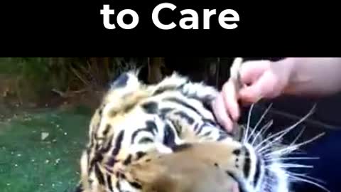 The Care Taker - Dare enough to care the Tiger