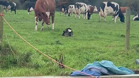 Dog Shows The Cows Who They're Up Against