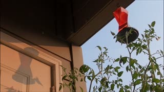 Humming Bird in the Morning