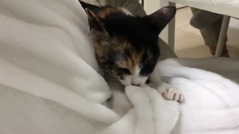 A Korean baby cat is kneading.