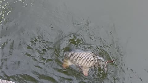 Common Carp.