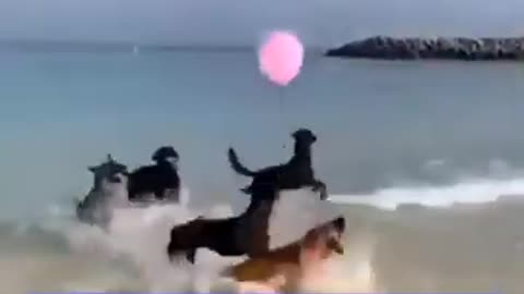 Dogs Olympic Games #shorts #shortvideo #video #virals #videoviral