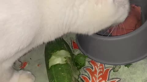 cat eating cucumber😸❤