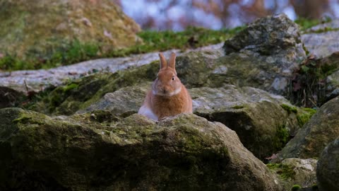 Bunny Rabbit on Rocks Looking at Camera #Shorts