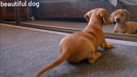 Golden Retriever Puppy Fights His Mirror Reflection