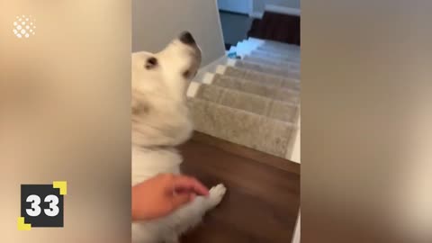 Dog Leaps Mid Downstairs