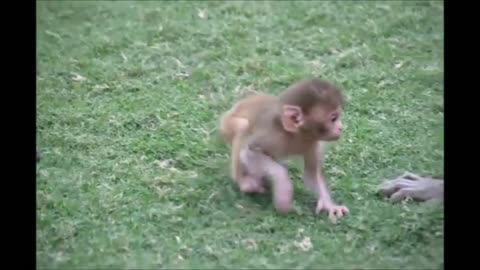 Monkey See Monkey Do!