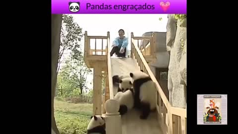 😀Funny Pandas Try Not To Laugh 🤣🤣🤣