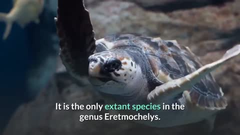 Turtle diving in blue sea