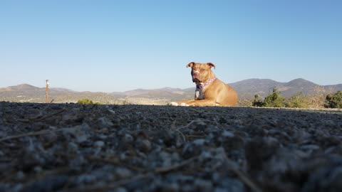 lindo pitbull fazendo pose para o video