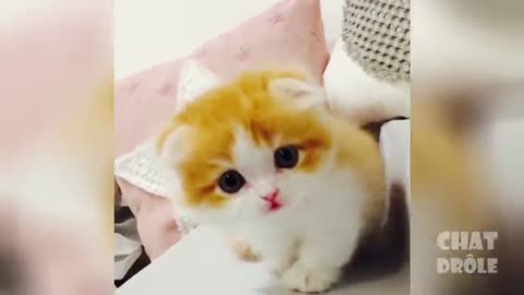 Trying Not To Laugh & Laughing Cat Video #7