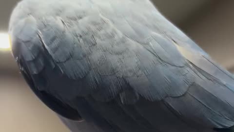 Hilarious Parrot Friend!