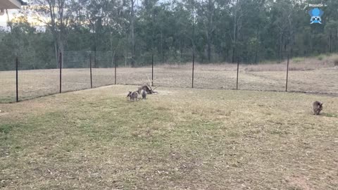 Transporting flying-foxes between carers Trinket and Okly Dokly