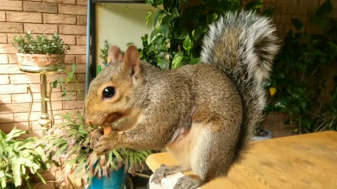 A lovely day with Mika The Squirrel 🐿️❤️