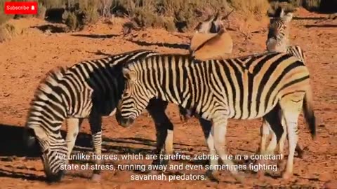 Why haven't humans tamed zebras?