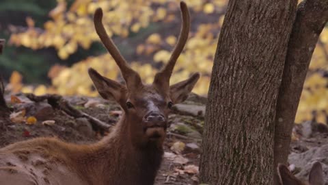 Autumn Red Deer Against Yellow Leaves In The Forest Chewing And Lying Down