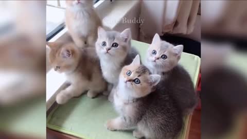 Funny and Cute Cat's Life Videos -