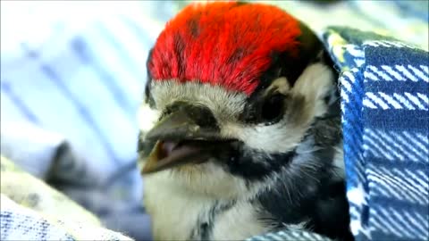 Rescued Woodpecker is Very Sleepy